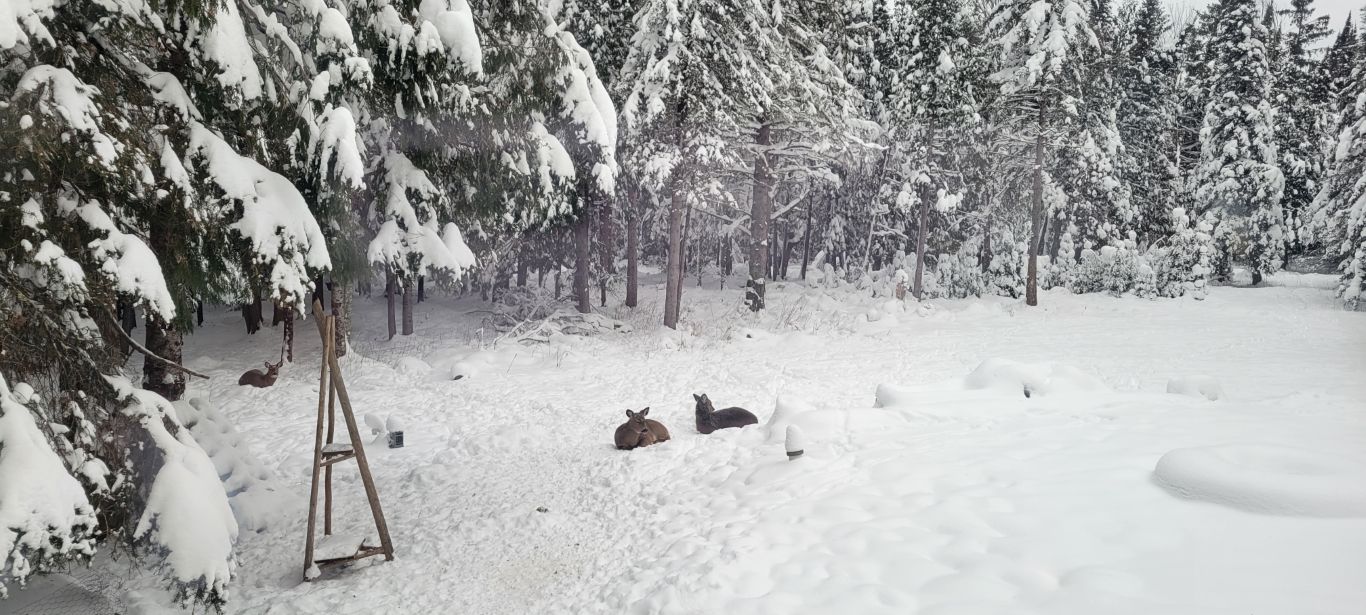 In the Woods December 2025