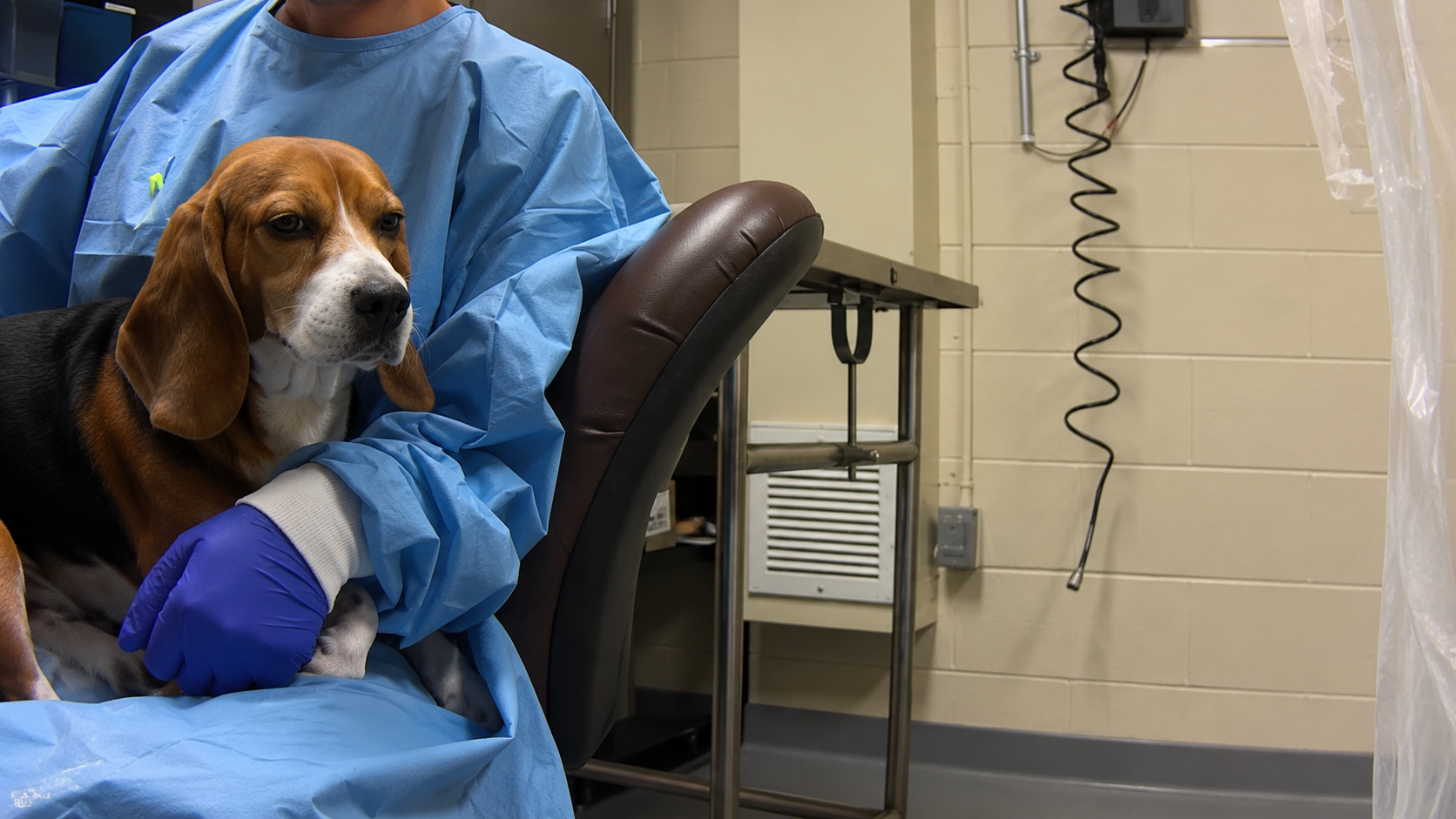 Beagles Lab Studies